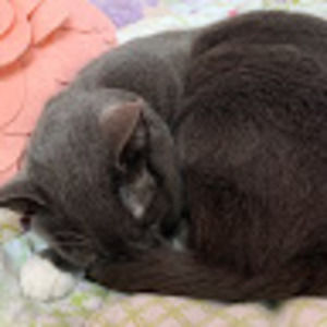 Meet your Posher, Nico